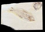 Bargain Knightia Fossil Fish - Wyoming #39655-1